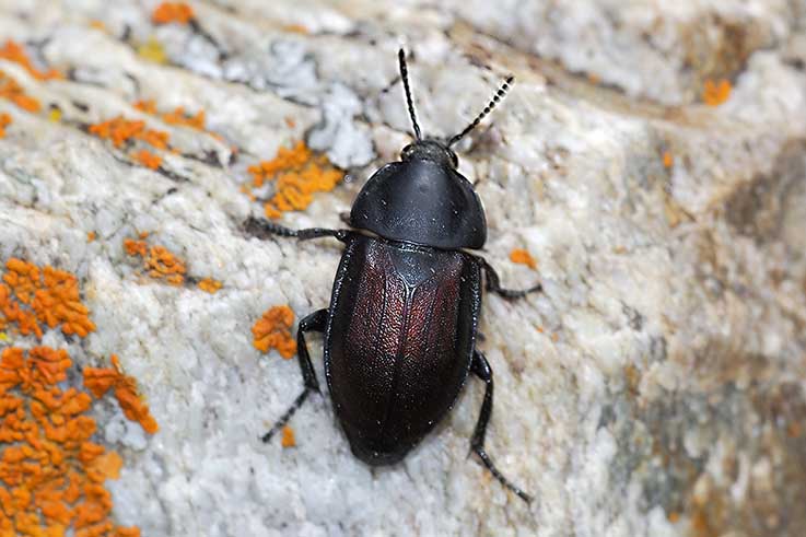 identificazione coleottero - Silpha tyrolensis