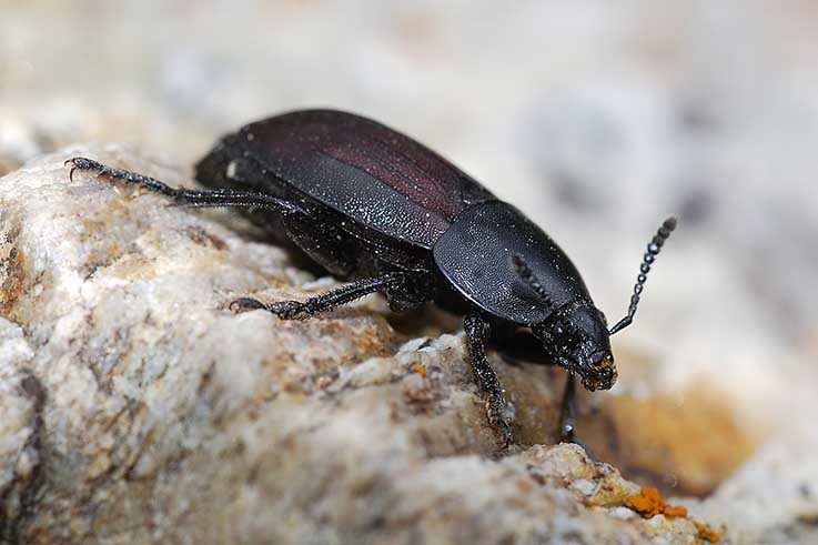 identificazione coleottero - Silpha tyrolensis