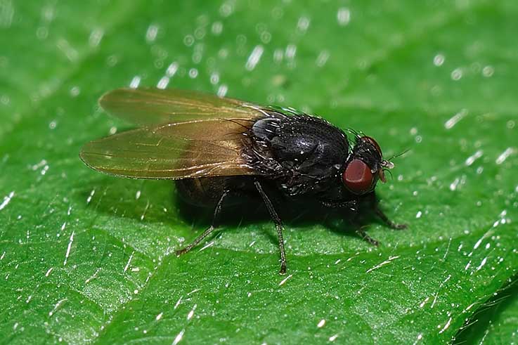 Minettia longipennis (Lauxaniidae)