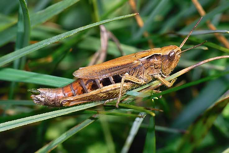 Quali ortotteri? - Euchorthippus declivus