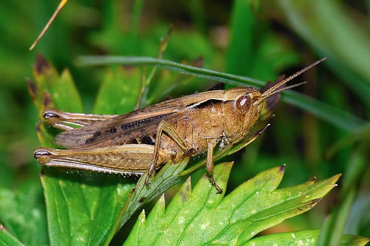 Quali ortotteri? - Euchorthippus declivus