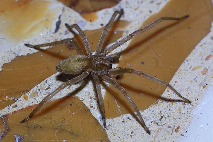 Cheiracanthium sp.