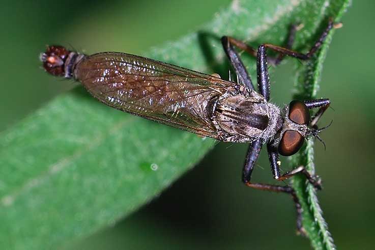 Asilidae identificazione