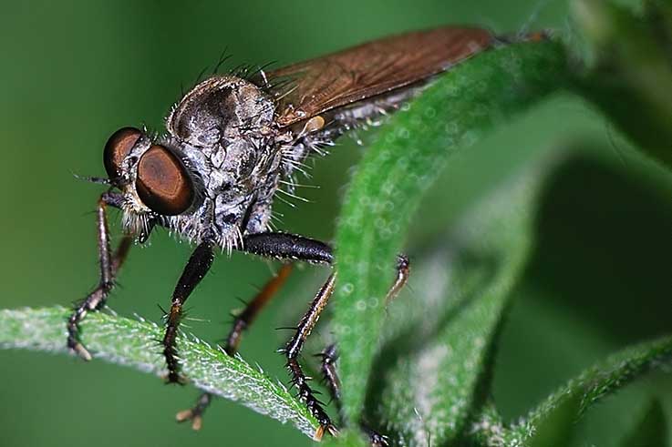 Asilidae identificazione