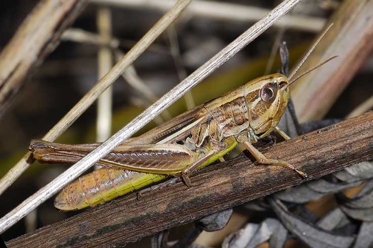 Quali ortotteri? - Euchorthippus declivus