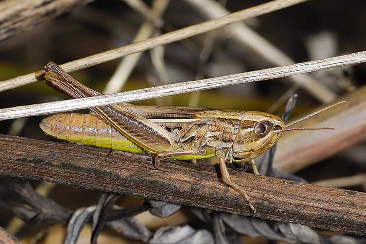 Quali ortotteri? - Euchorthippus declivus