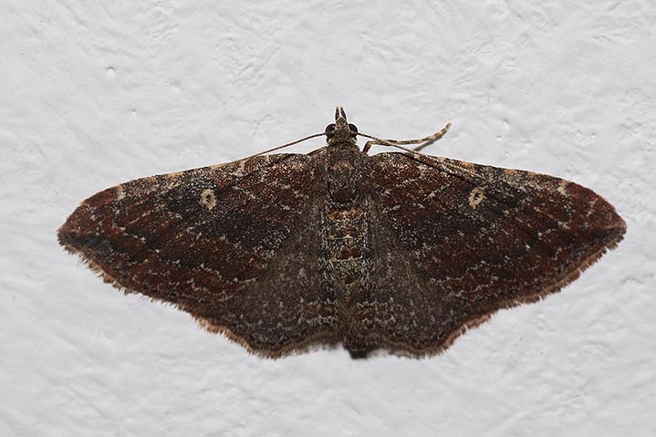Identificazione falene - Nycterosea obstipata