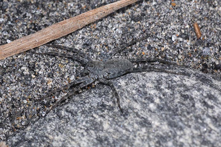 Pardosa sp.