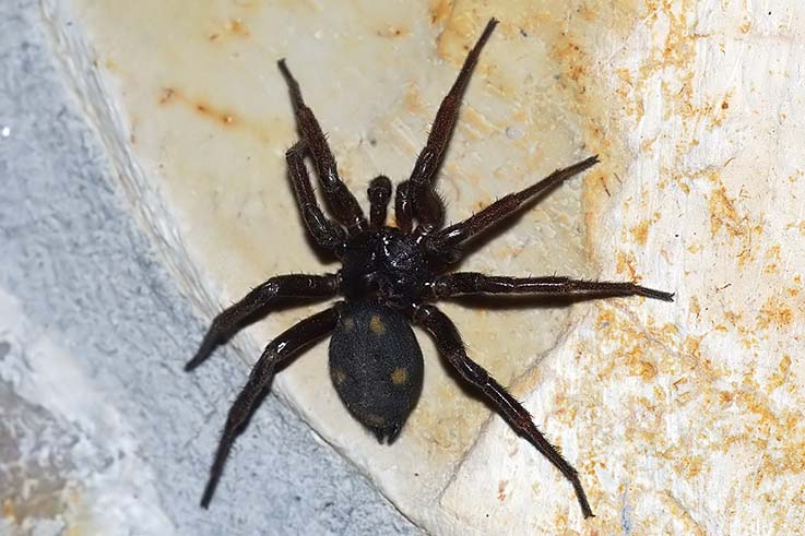 Uroctea durandi