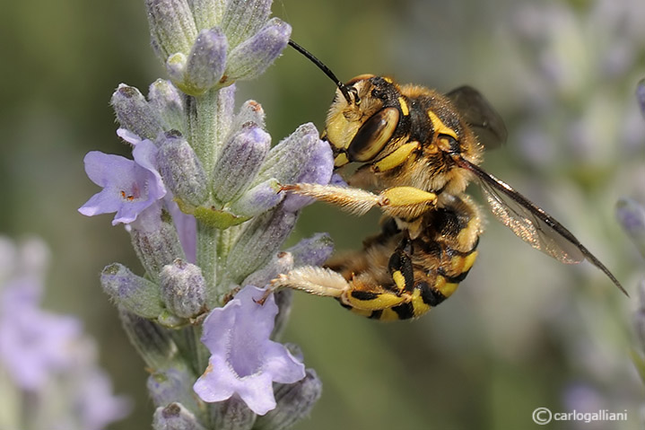 Anthidium sp. (Apidae Megachilinae)