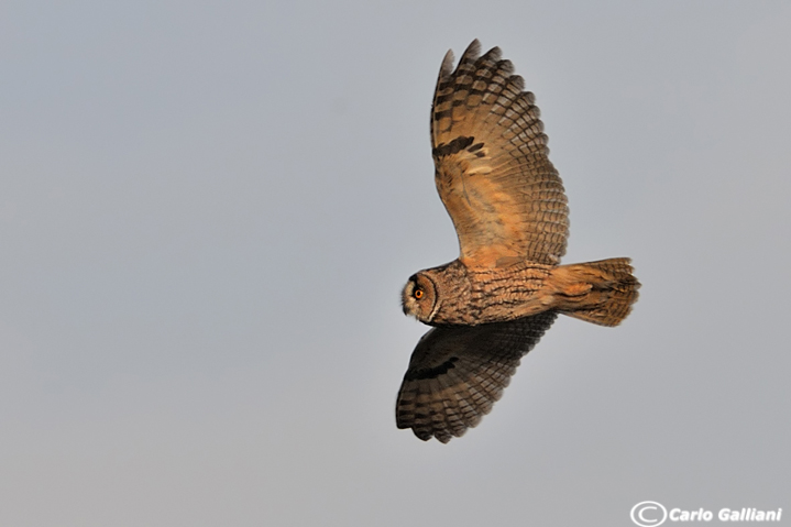 Gufo comune in volo