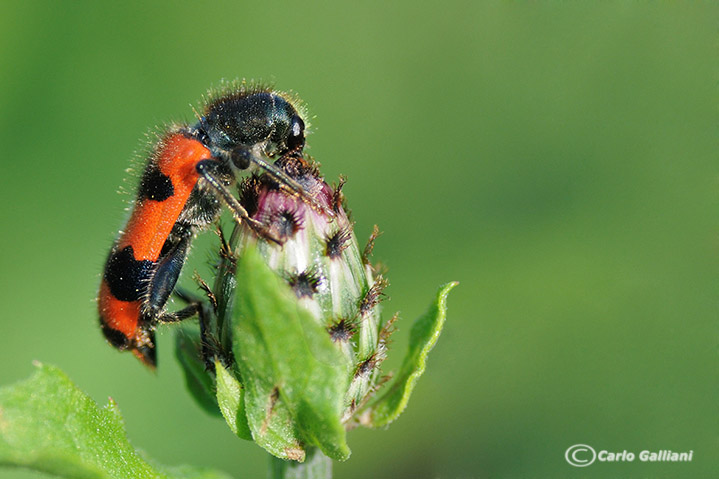 Trichodes quale? apiarius