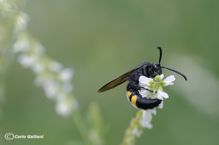 Scolia hirta M (Scolidae)