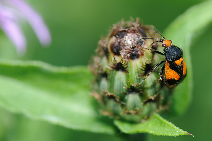 Miridae: Deraeocoris shach di Paderno Dugnano (Lombardia)