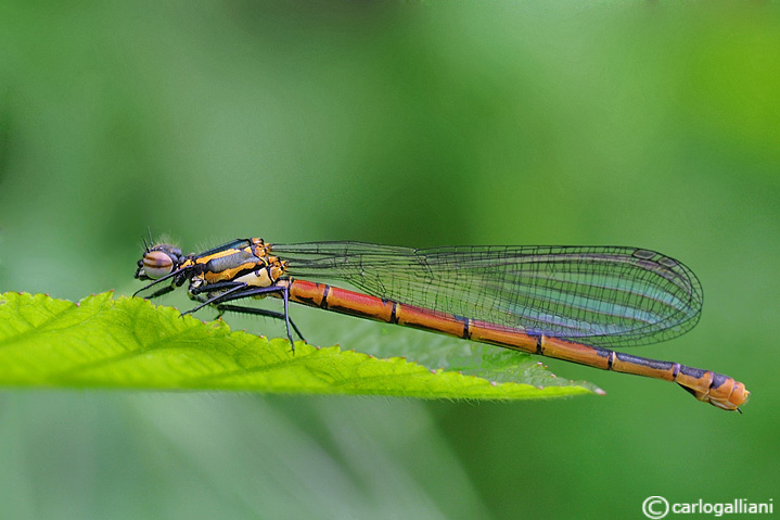 Pyrrhosoma nymphula