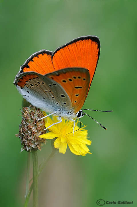 Farfalla rara: licaena dyspar
