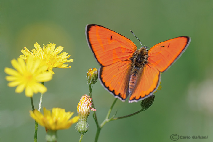 Farfalla rara: licaena dyspar