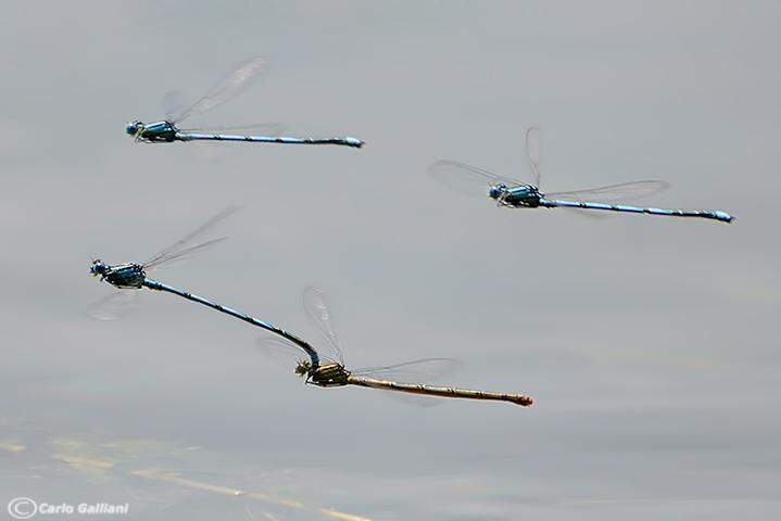 Volo di gruppo