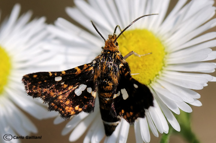 aiuto identificazione - Thyris fenestrella