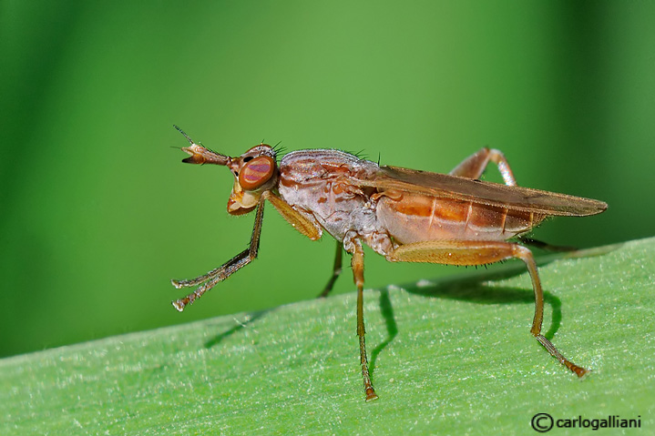Sepedon spinipes ♀ (Sciomyzidae)