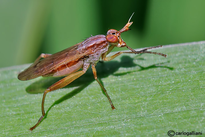 Sepedon spinipes ♀ (Sciomyzidae)