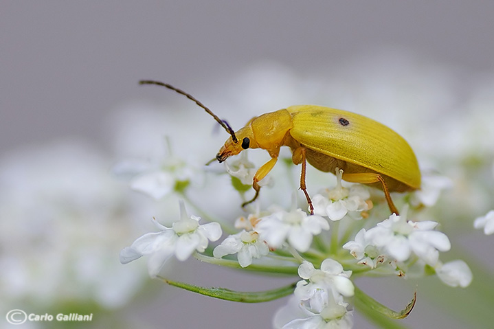 Cteniopus sulphureus