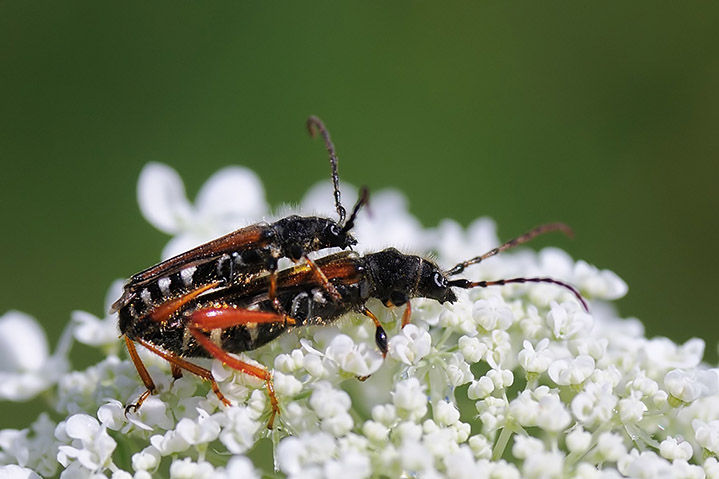 identificazione 1: Stenopterus rufus