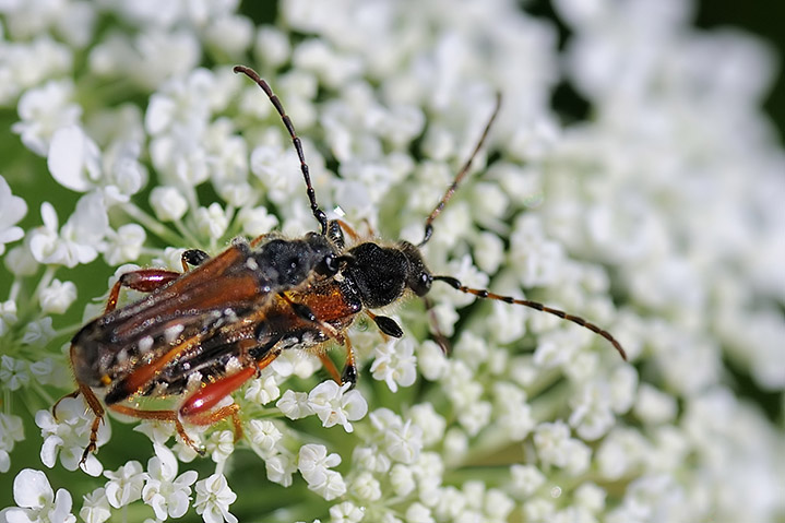 identificazione 1: Stenopterus rufus