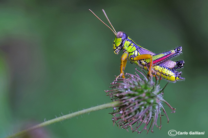 Miramella (Kisella) cf. irena