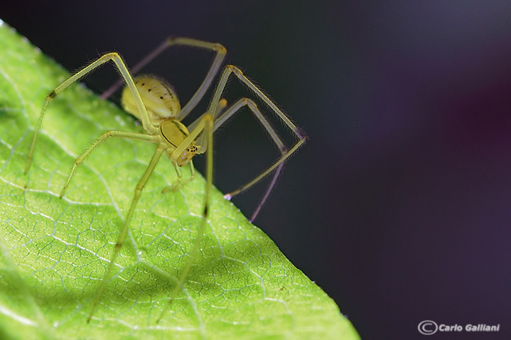 Enoplognatha sp.