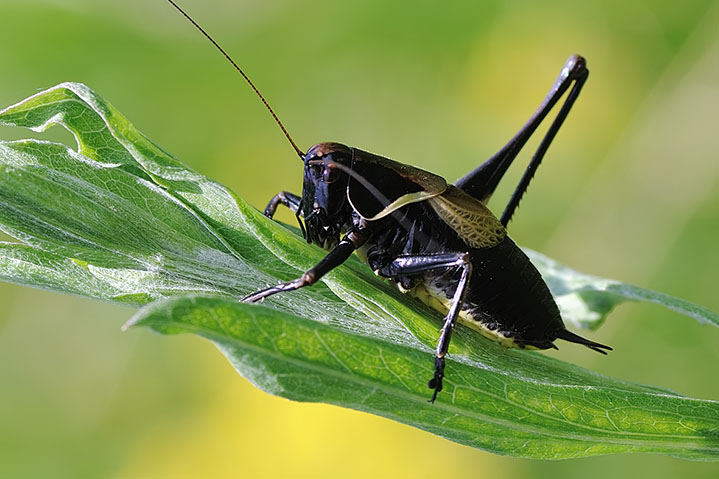 Ensifero: Pholidoptera aptera della Slovenia