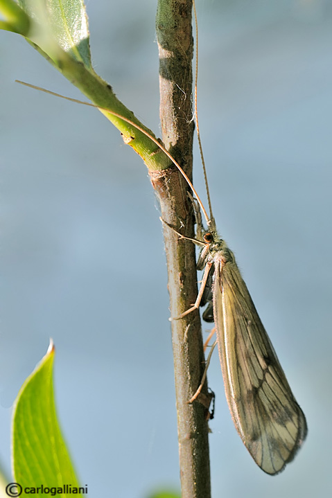 Odontocerum albicorne