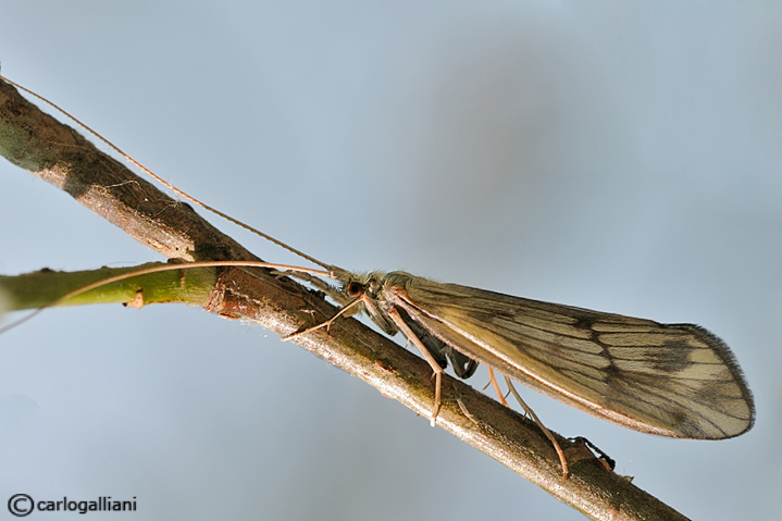 Odontocerum albicorne