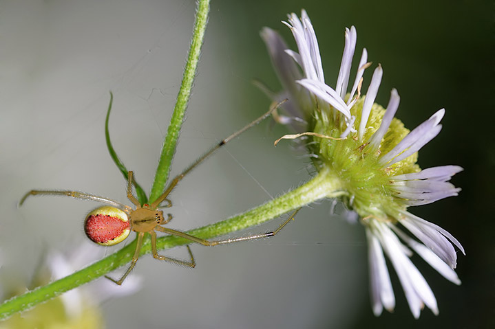 Enoplognatha sp.