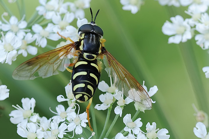 Chrysotoxum festivum M  (Syrphydae).