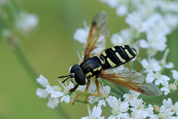 Chrysotoxum festivum M  (Syrphydae).