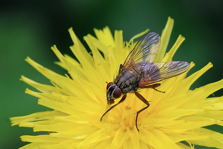 Muscidae:.possible Phaonia angelicae.