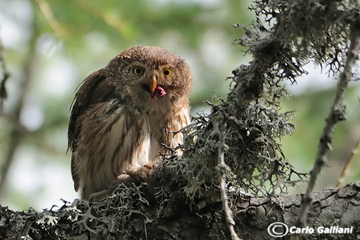 Civetta nana - Glaucidium passerinum