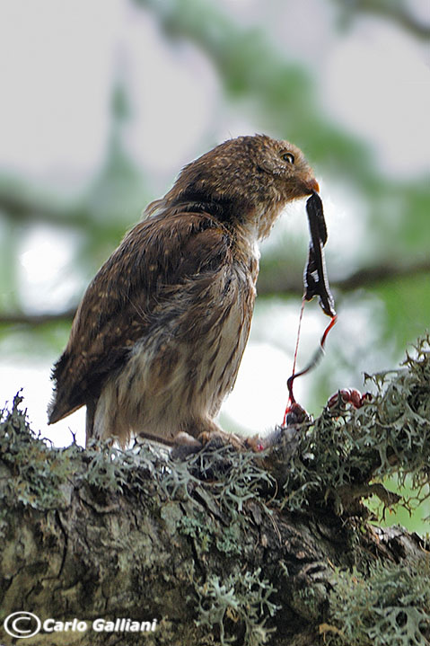 Civetta nana - Glaucidium passerinum