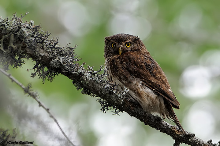 Civetta nana - Glaucidium passerinum