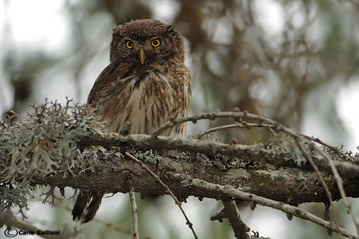 Civetta nana - Glaucidium passerinum