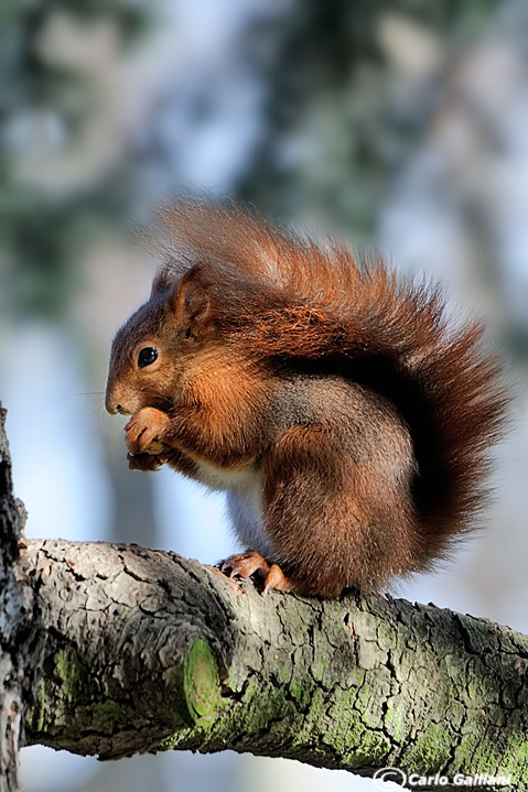 Scoiattolino della befana