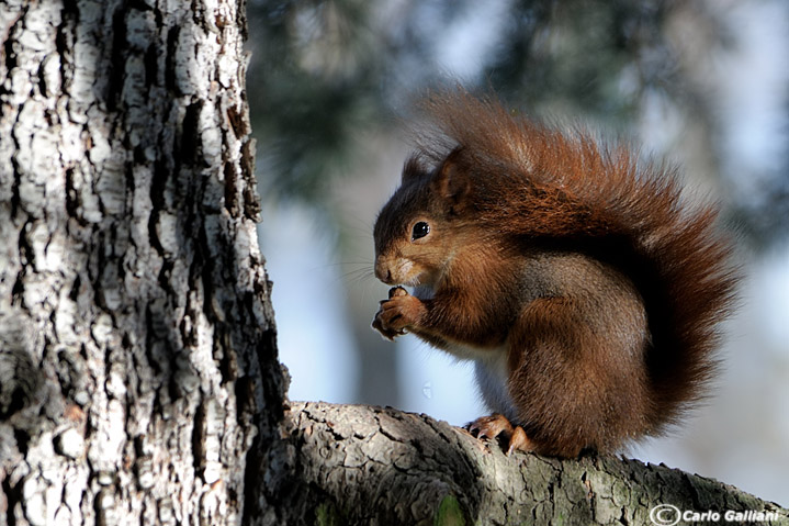 Sciurus vulgaris. Monza