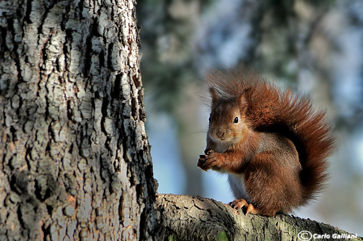 Sciurus vulgaris. Monza