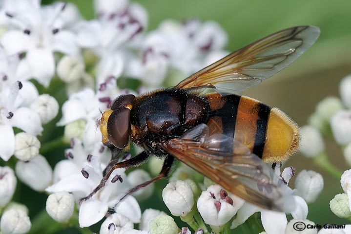 Volucella zonaria e inanis ?