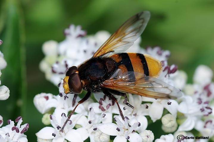 Volucella zonaria e inanis ?