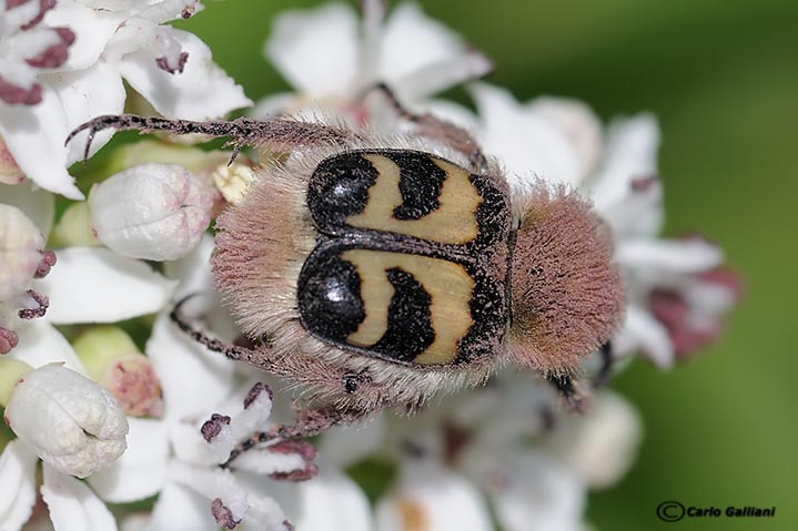 Trichius fasciatus, Cetoniidae