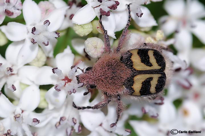 Trichius fasciatus, Cetoniidae