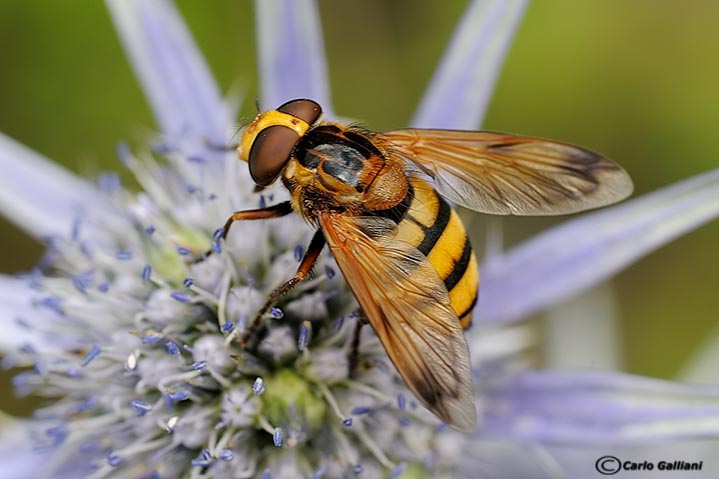Volucella zonaria e inanis ?