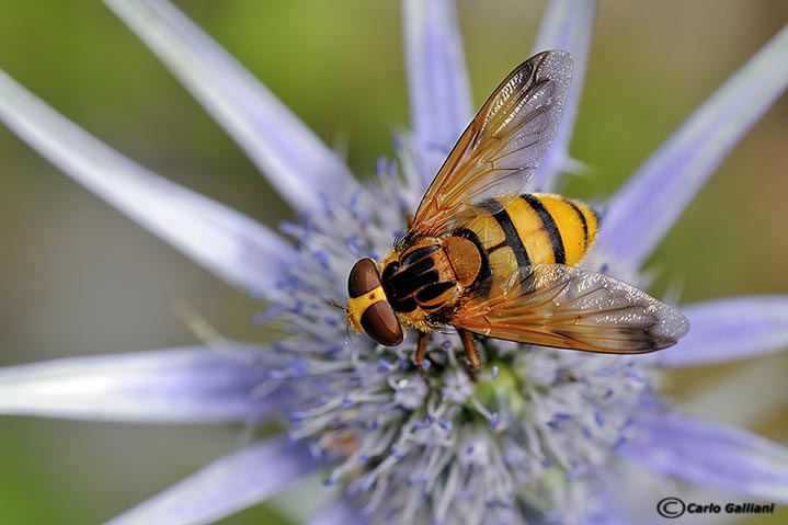 Volucella zonaria e inanis ?